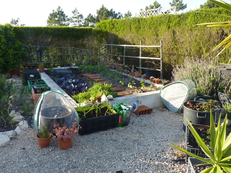 Raised vegetable garden