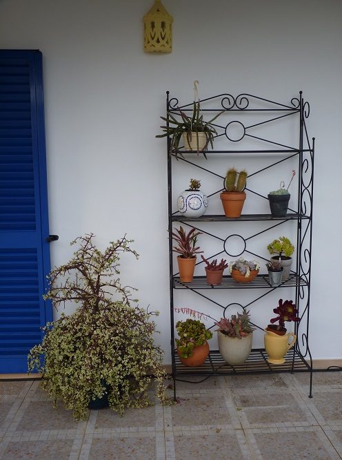 Plant display stand