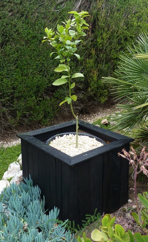 Lime tree growing in a pot