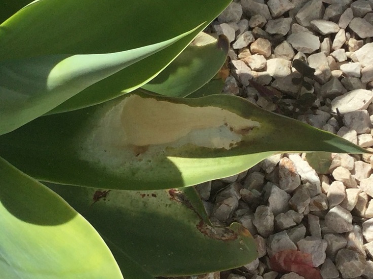 White patches on Agave leaves