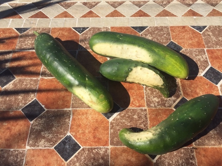 White marks on cucumbers