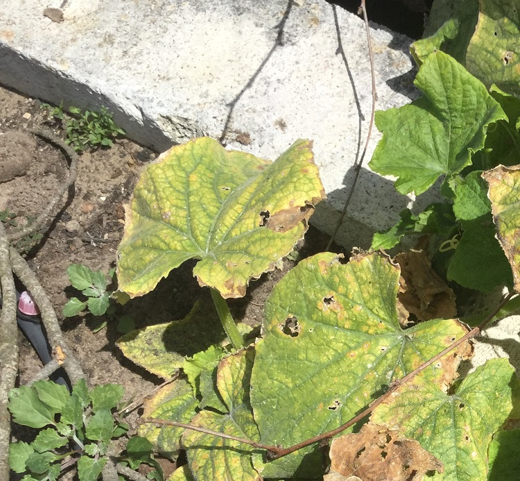 mottled cucumber leaves