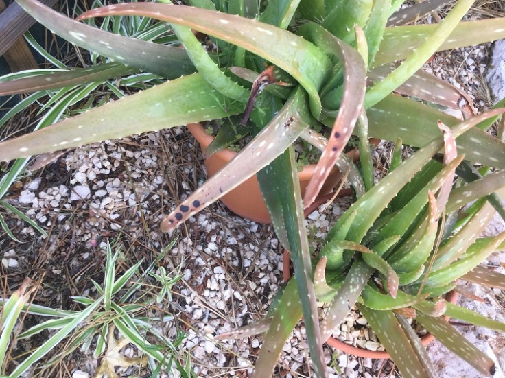 Black spots on Aloe Vera leaves