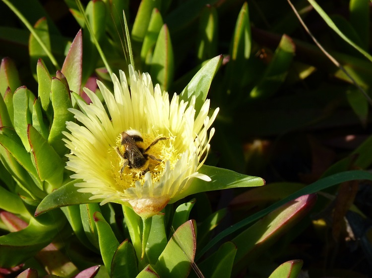 Bees like Carpobrotus Edulis flowers