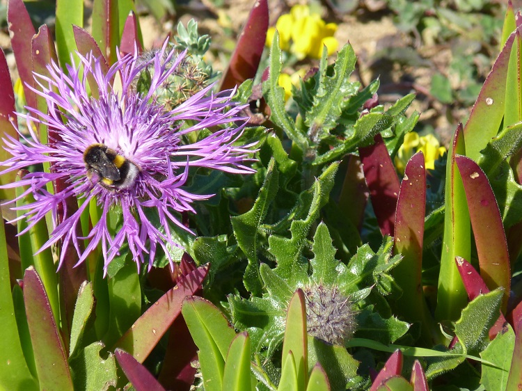 Centaurea Sphaerocephala (Knapweed) western algarve