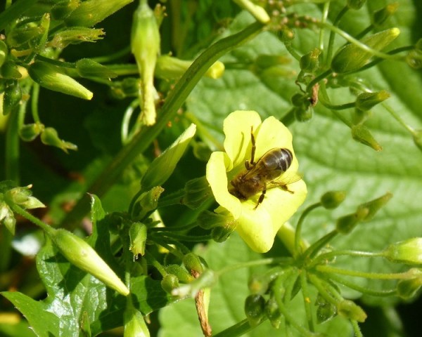 Bee on Bermuda Buttercup