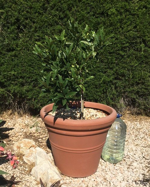 Kumquat tree growing in a pot