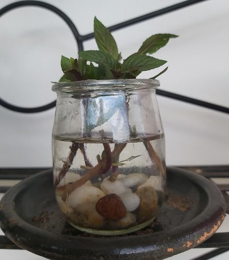 Mint cuttings in water