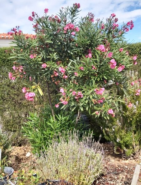 Pink Oleander in September