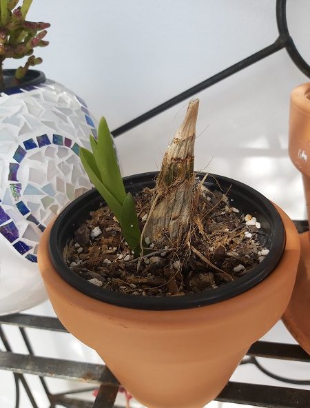 Cymbidium Orchid off shoot