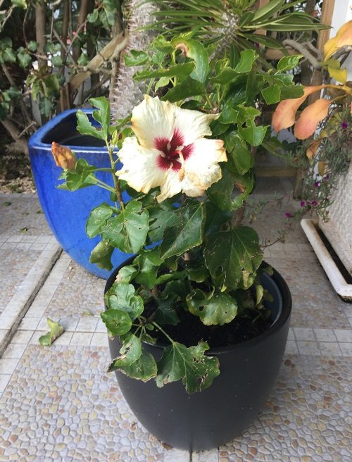 Cream and red Hibiscus