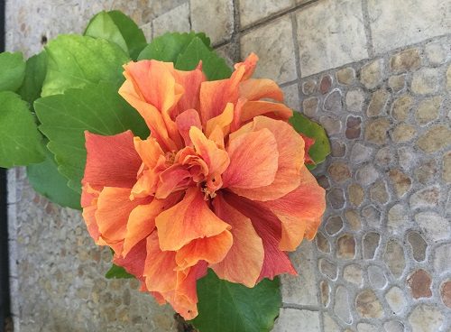 Orange Hibiscus - January