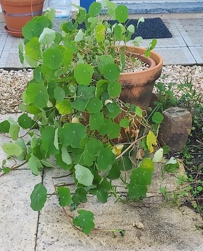 Nasturtiums growing in a pot