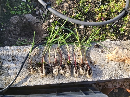 Red Onions Growing in Pots