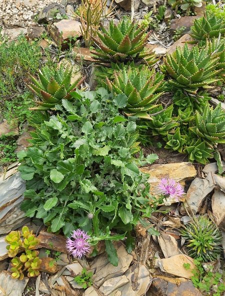 Cuckoo in my succulent bed
