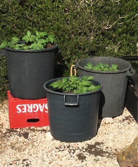 Growing potatoes in pots