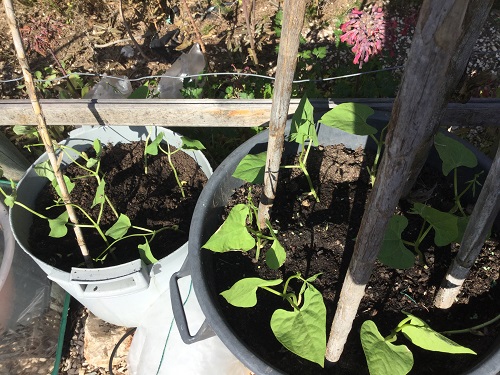 growing runner beans in pots