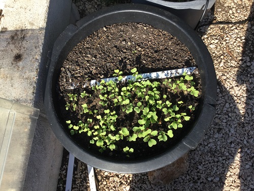growing radish in a pot