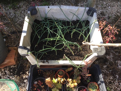 Growing spring onions in containers