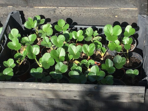 strawberry plants