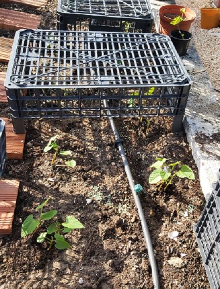 french-beans-13-03-20