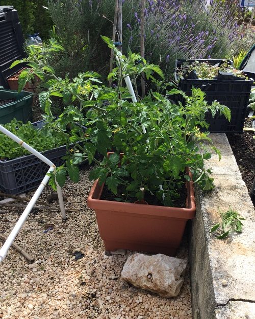 Cherry Tomatoes grow well in Pots