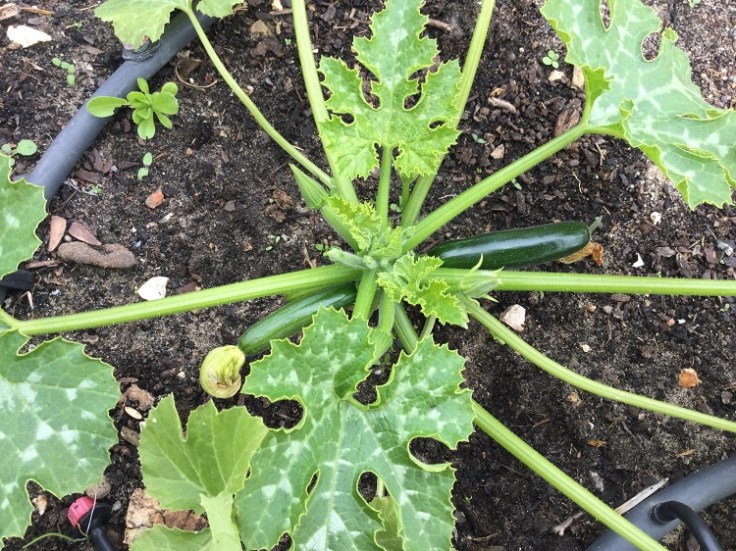 baby courgettes