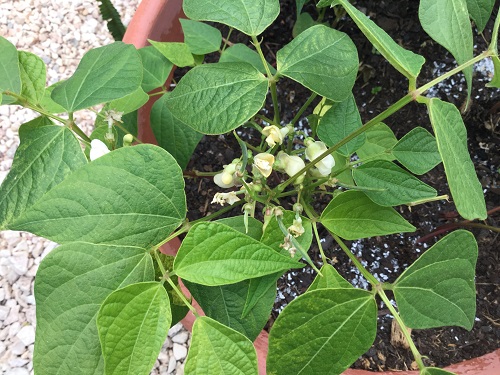 Ferrari Green Bean flowers