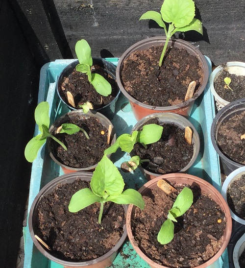 green melon seedlings-24-04-20