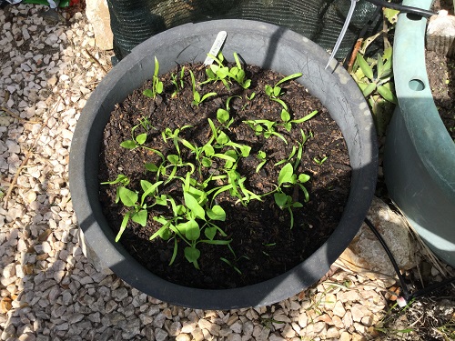 Matador Spinach seedlings-24-04