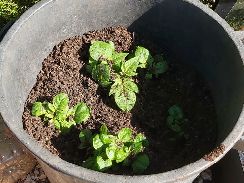 Potatoes after 22 days