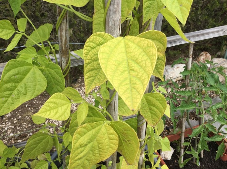 Leaves turning yellow with green veins