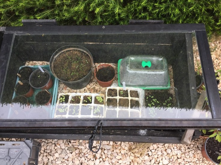Seed cold frame