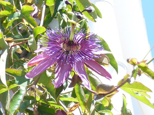 passiflora