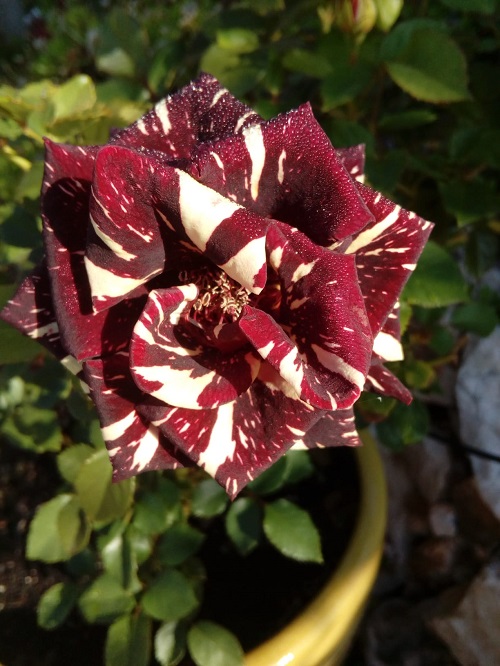 abracadabra rose growing in a pot