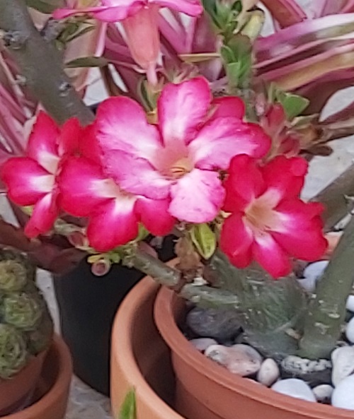 adenium z-closeup
