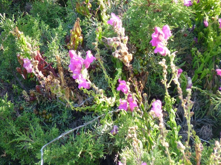 Boco-de-lobo-do-literol - Antirrhinum cirrhigerum
