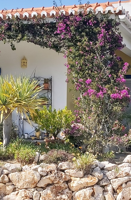 purple bourganvellea