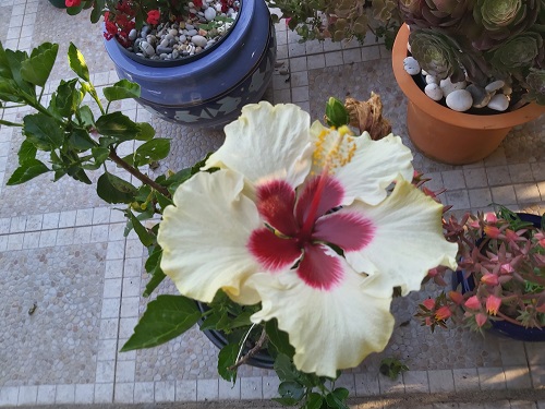 cream hibisucs with red centre