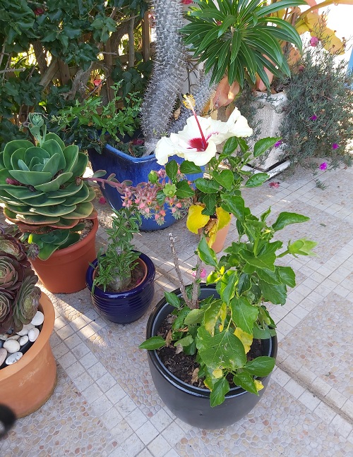 cream and red hibiscus