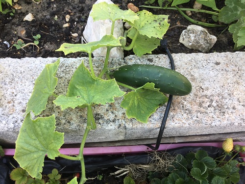 Cucumber
