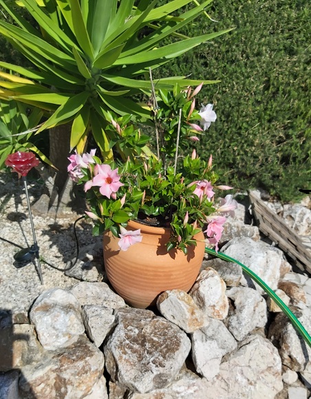 dipladenia-may2020