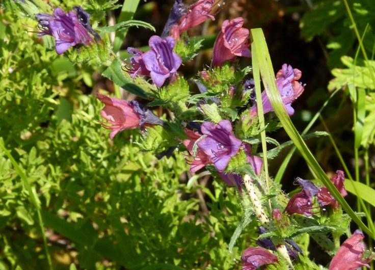 Echium angustifolium - Narrow-leaved Bugloss