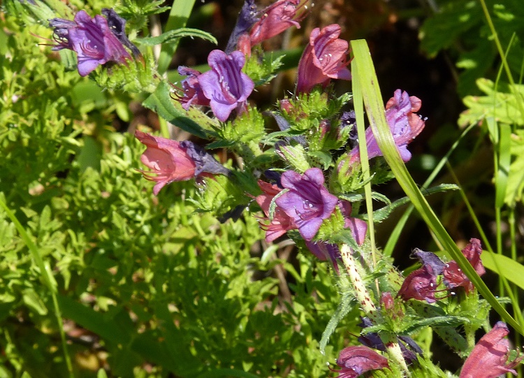 Echium angustifolium - Narrow-leaved Bugloss