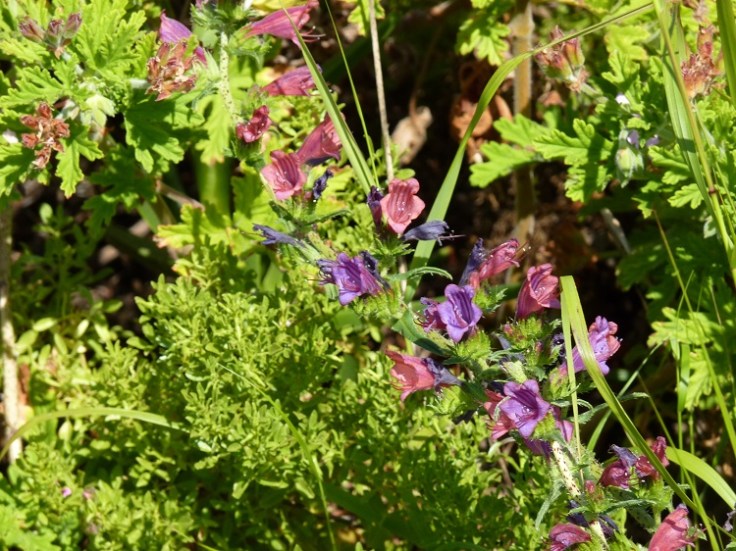 Echium angustifolium - Narrow-leaved Bugloss