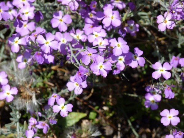 Goivinho-da-praia (Malcolmia littorea
