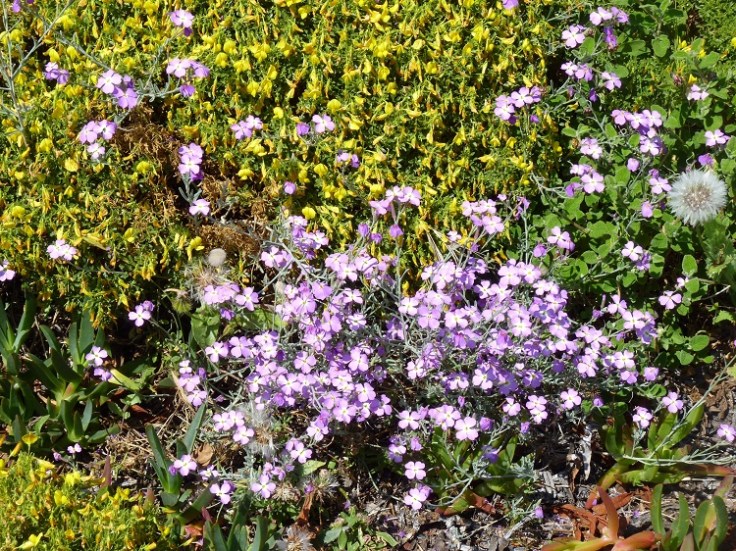 Goivinho-da-praia (Malcolmia littorea)