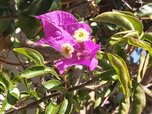 mauve bourganvellea