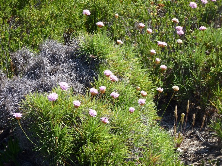 Armeria pungen - Cravo-das-Areias (Thrift)