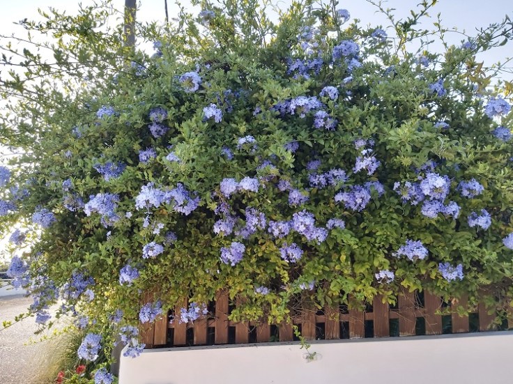 Plumbago - May 2020